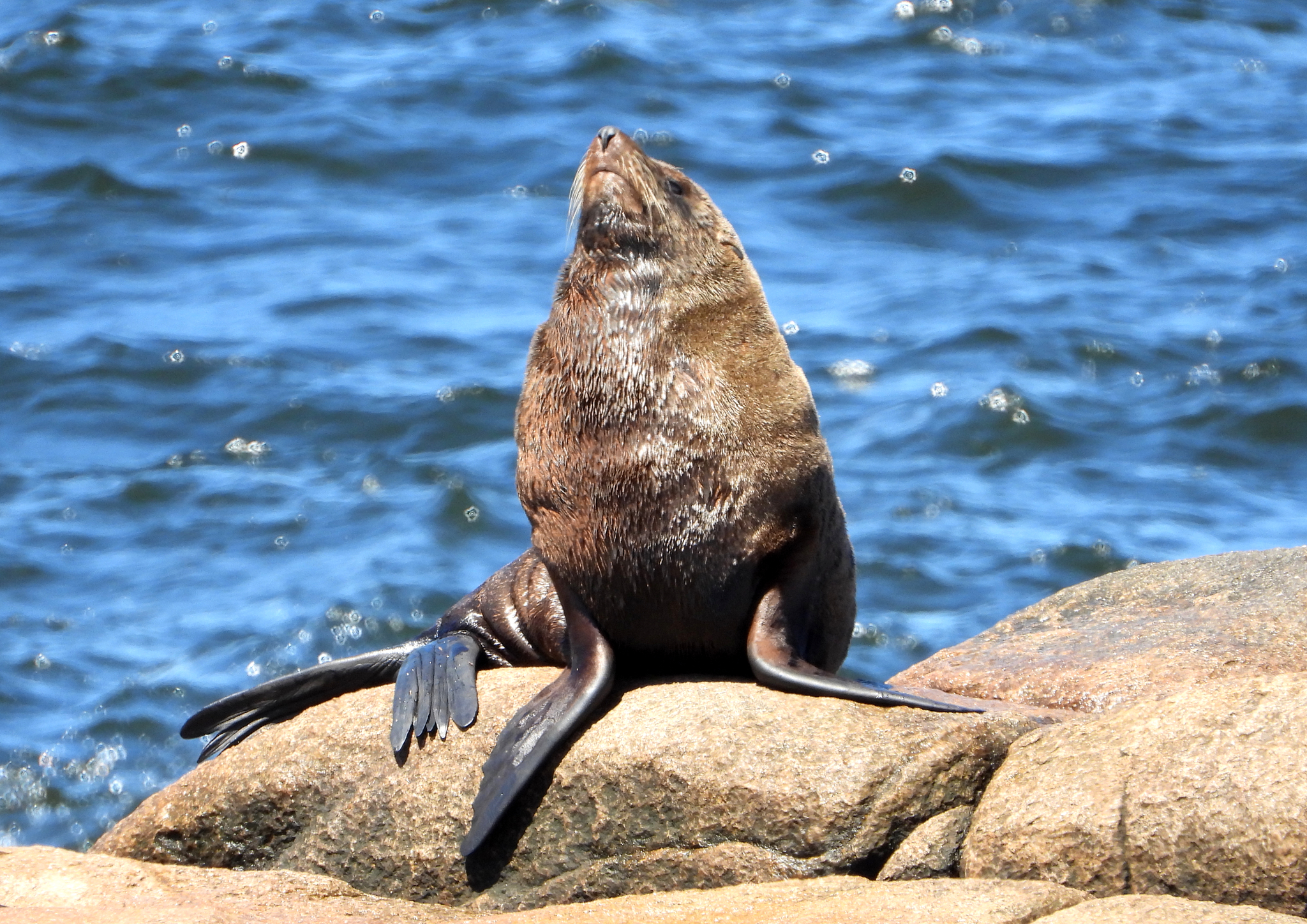 Lobo Marino de Dos Pelos (Arctocephalus australis) · iNaturalist Chile