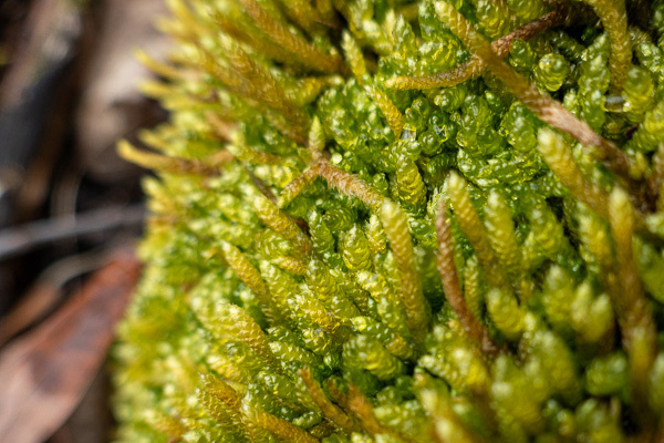 spoon-leaved moss from Andover Township, NJ, USA on March 20, 2024 at ...