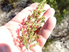 Erica axillaris
