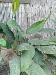 Spathiphyllum