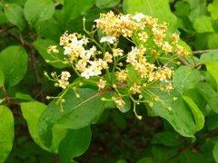 Viburnaceae