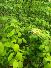 Viburnaceae