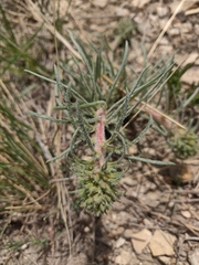 Ipomopsis spicata spicata