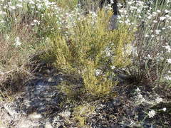 Erica axillaris