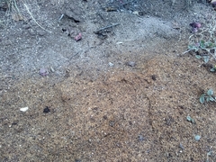 Acromyrmex lobicornis