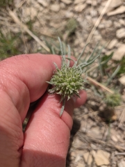 Ipomopsis spicata spicata