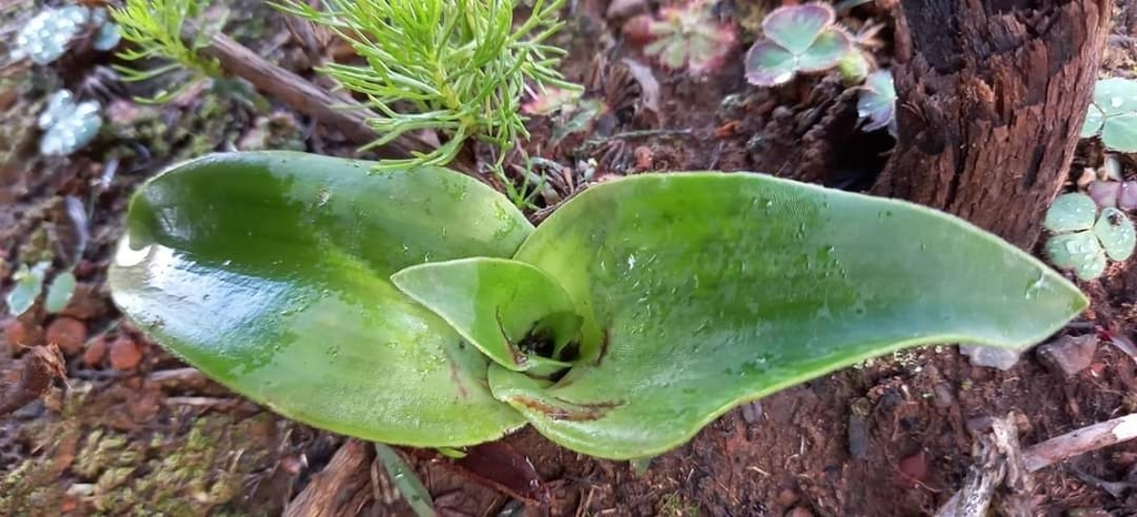 Satyrium coriifolium