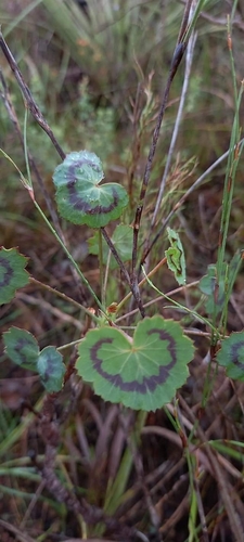 Image of Pelargonium tabulare by (c) Liezl van der Merwe, some rights reserved (CC BY)