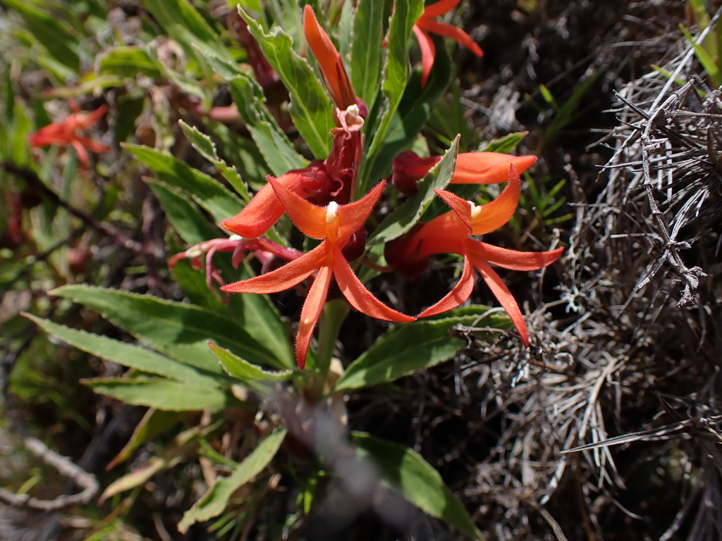 Siphocampylus igneus