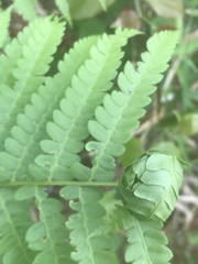 Olethreutes osmundana