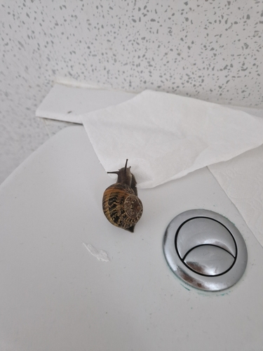 Garden Snail