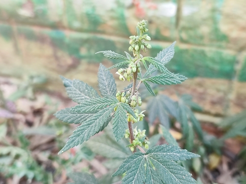 Foto de Maconha