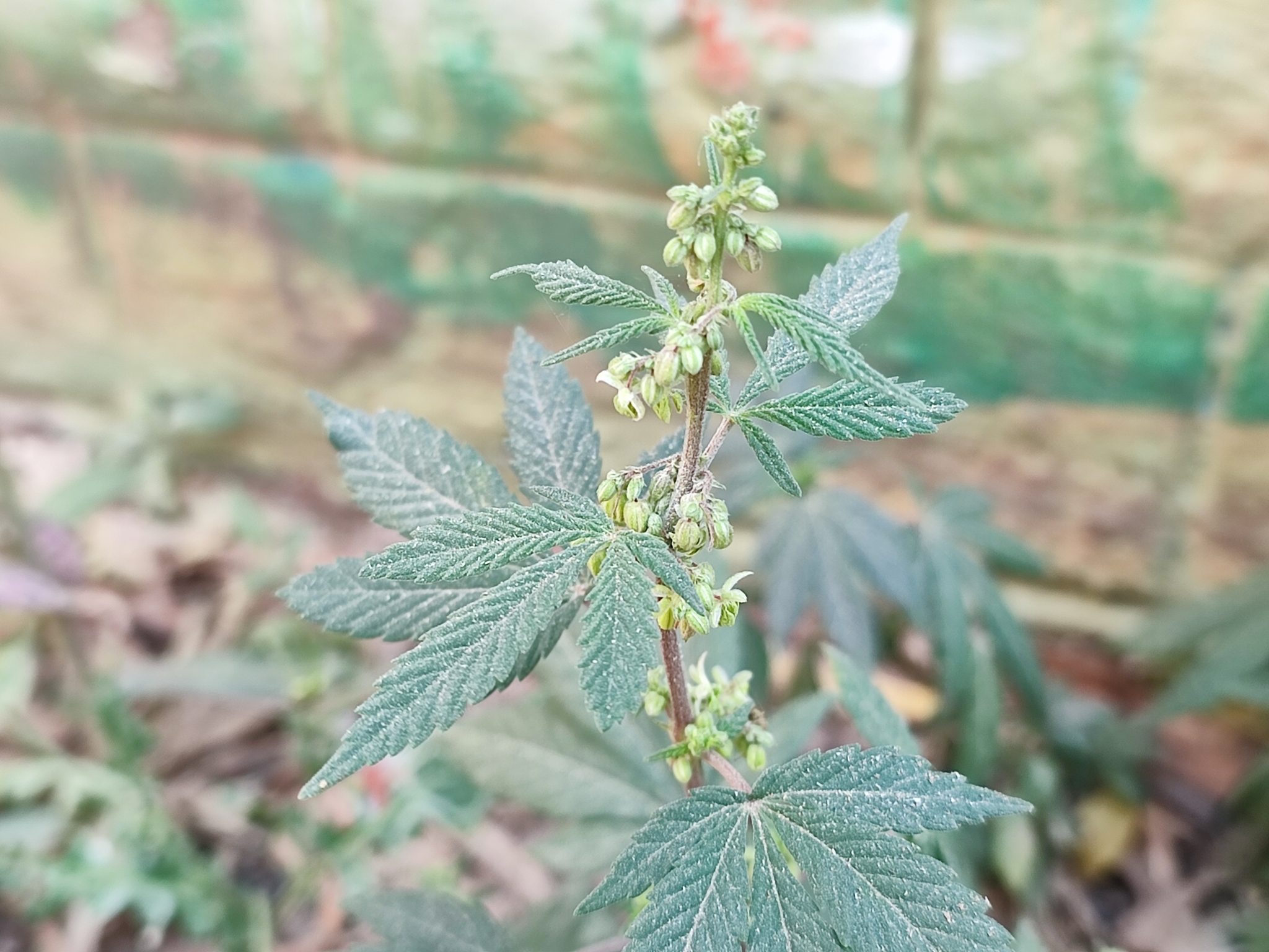 Imagem de Maconha