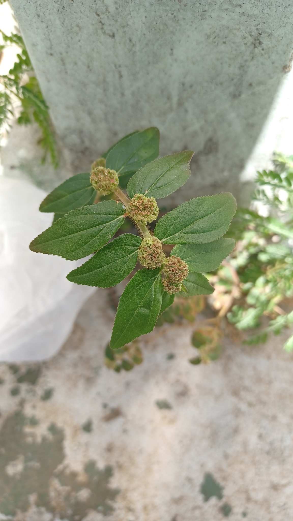 Euphorbia hirta