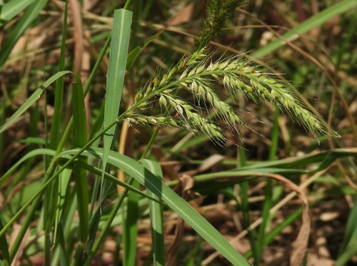 Image of Echinochloa polystachya by no rights reserved