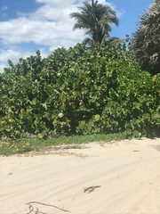 Coccoloba uvifera