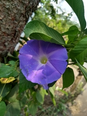 Ipomoea mitchelliae