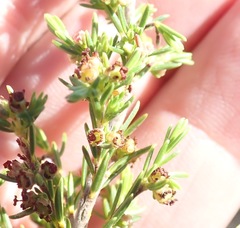 Erica axillaris