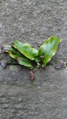 Asplenium scolopendrium