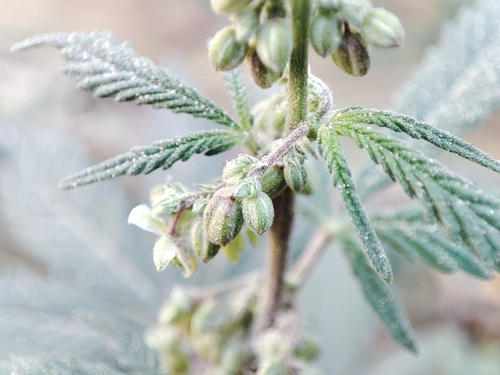 Foto de Maconha