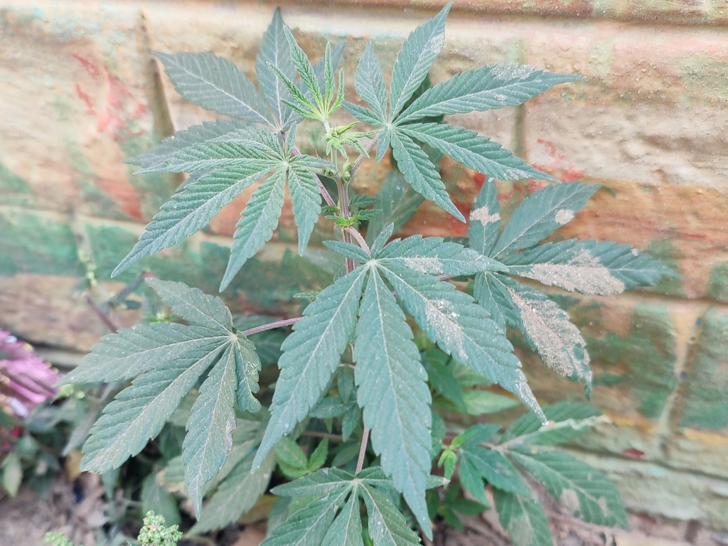Foto de Maconha