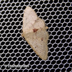 Idaea ptyonopoda