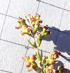 Erica axillaris