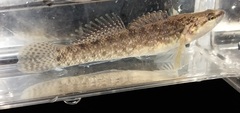 Egg-Mimic Darter photo 3