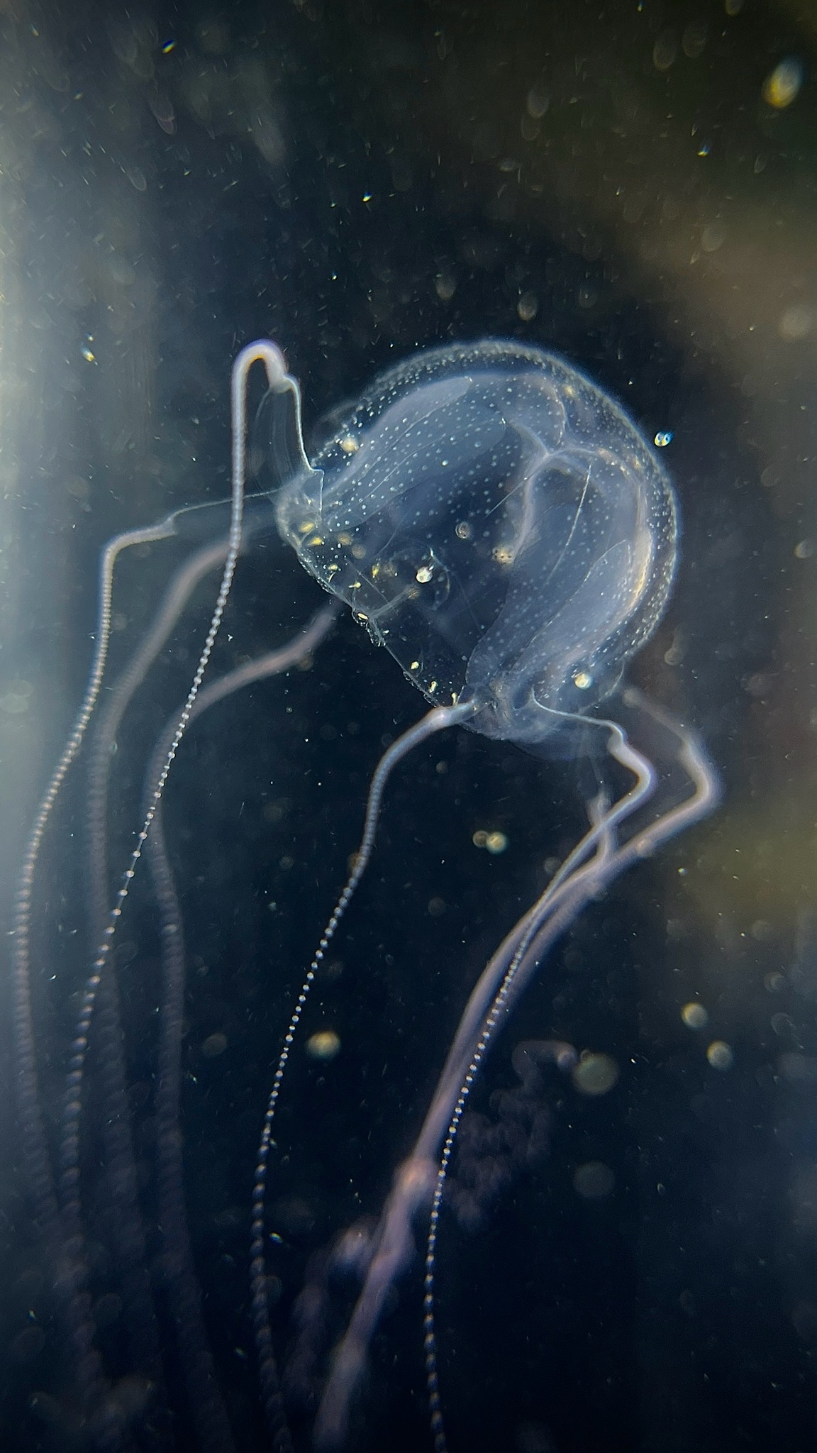 Tripedalia binata Moore, 1988