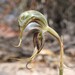 Pterostylis zebrina - Photo (c) ramcad1, some rights reserved (CC BY-NC), uploaded by ramcad1
