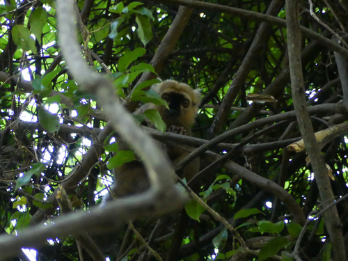 Sanford's Brown Lemur