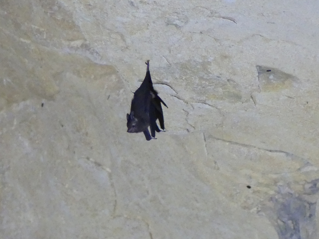 Western Sheath-tailed Bat