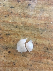 Persephona aquilonaris