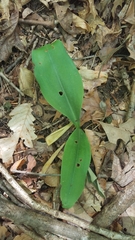 Galearis spectabilis