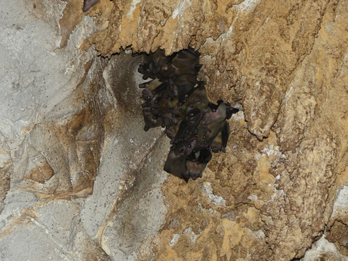 Madagascan Rousette