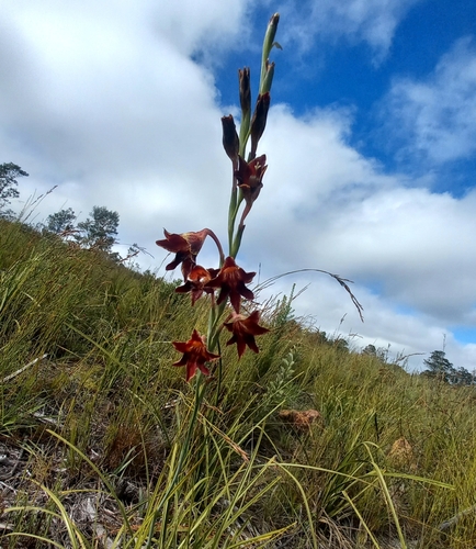 Autumn Afrikaner (Gladiolus emiliae)