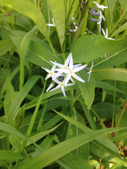 Amsonia