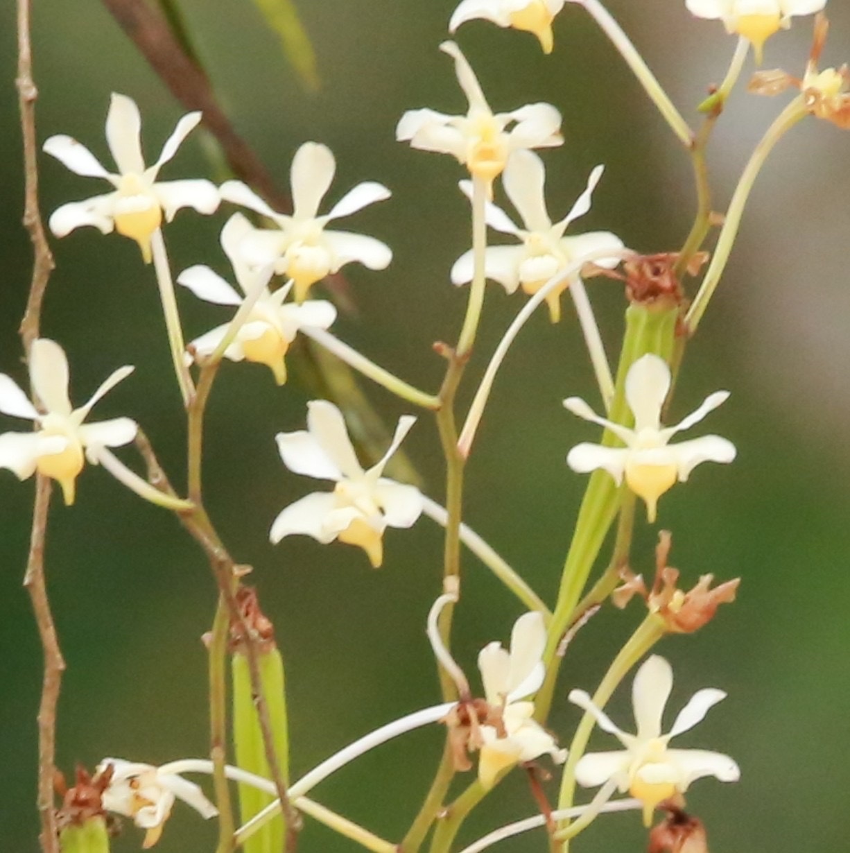 Imagem de Orquídea