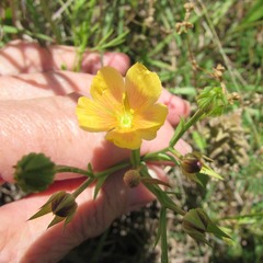 Linum rigidum