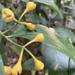 Mollinedia viridiflora - Photo (c) veronikmoon, algunos derechos reservados (CC BY-NC)
