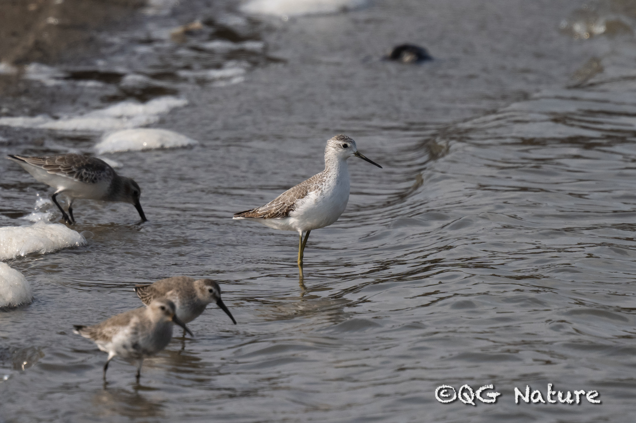 Marsh Sandpiper