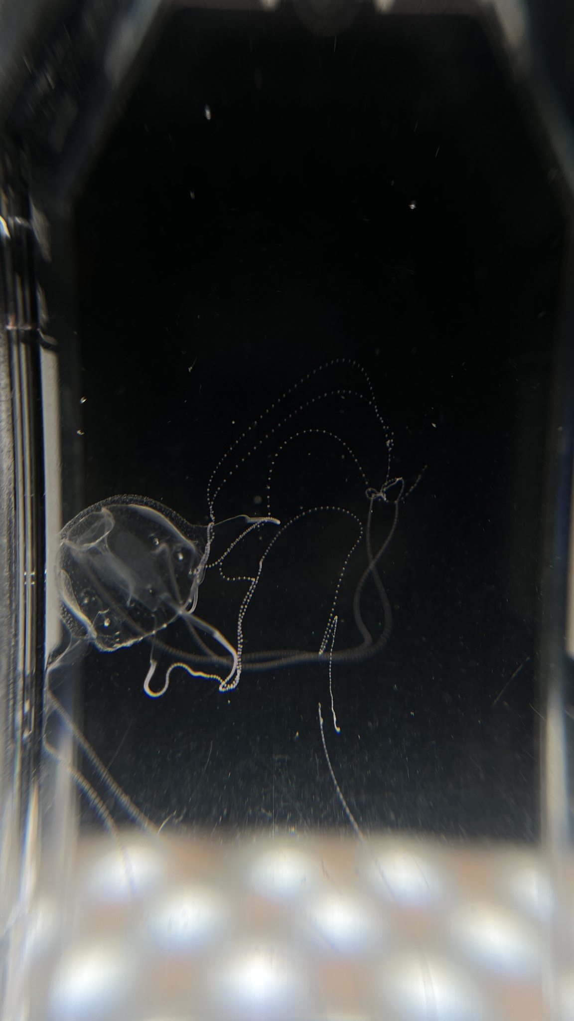 Tripedalia binata Moore, 1988