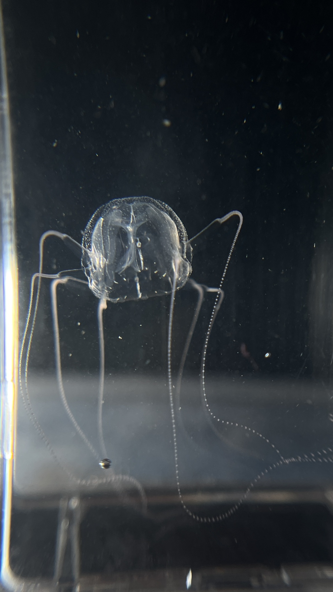 Tripedalia binata Moore, 1988