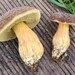 Hortiboletus engelii - Photo (c) 
Davide Puddu, some rights reserved (CC BY)