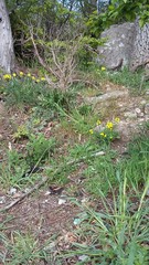 Erysimum cuspidatum