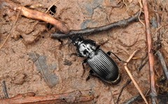 Pterostichus mutus