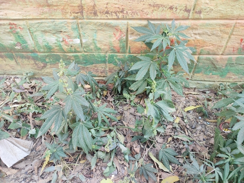 Foto de Maconha