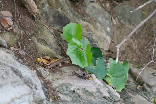 Farfugium japonicum