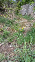 Erysimum cuspidatum