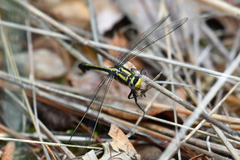 Gomphurus ozarkensis